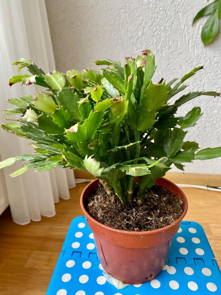 Schlumbergera Kerstcactus  roze bloemen, Ophalen, Halfschaduw, Cactus, Minder dan 100 cm