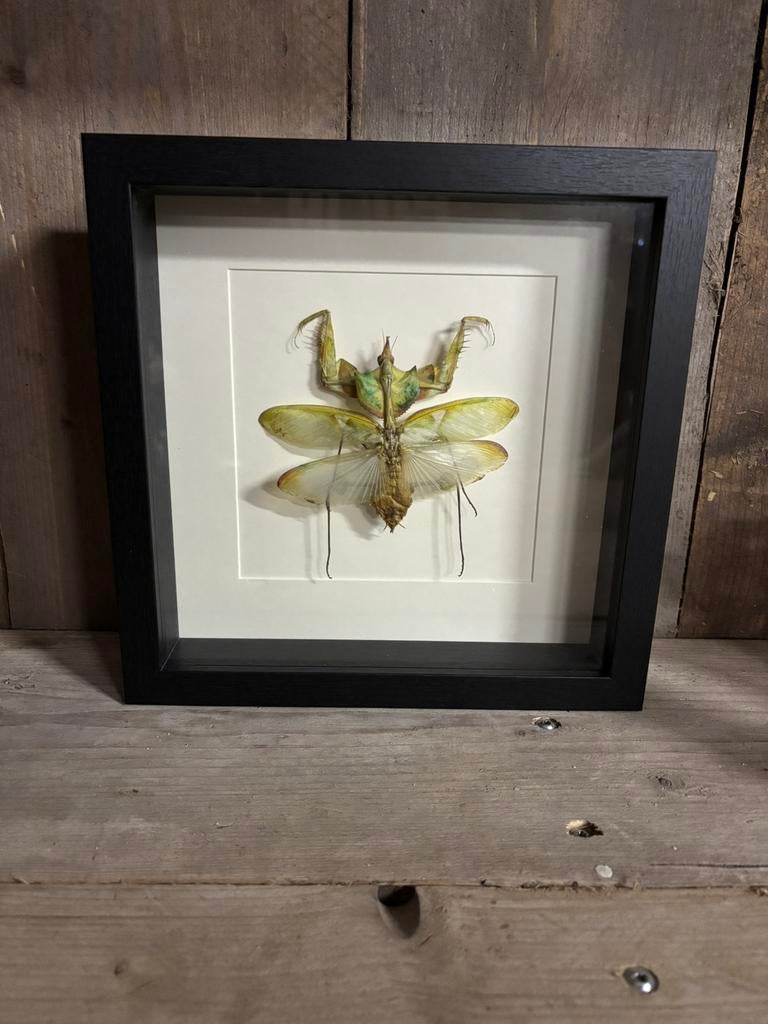 Mooie lijst met een Duivelsbloem bidsprinkhaan, Verzamelen, Dierenverzamelingen, Ophalen of Verzenden, Nieuw, Insect, Opgezet dier