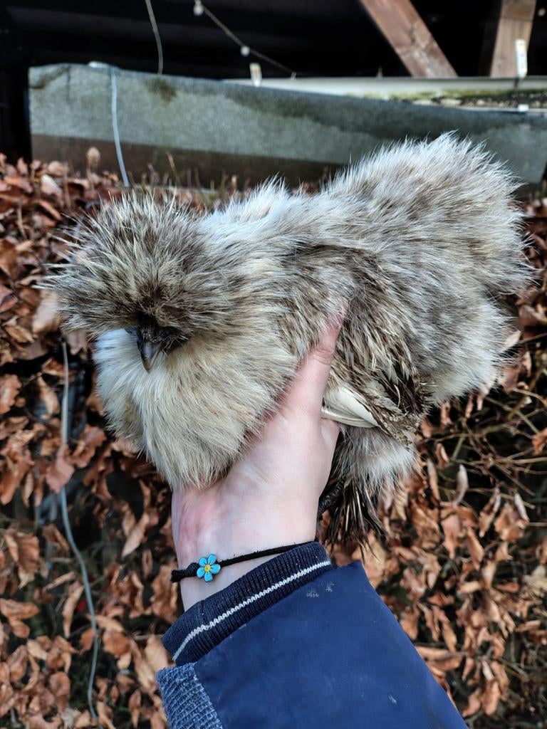 Broedeieren Zijdehoen kriel, Dieren en Toebehoren, Pluimvee, Geslacht onbekend, Kip