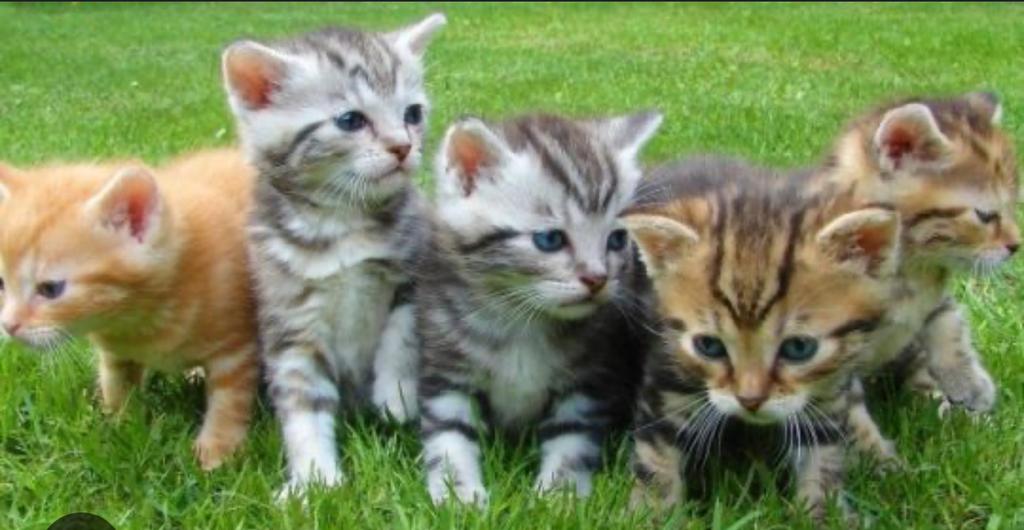 Kitten gezocht., Dieren en Toebehoren, Katten en Kittens | Overige Katten, Poes