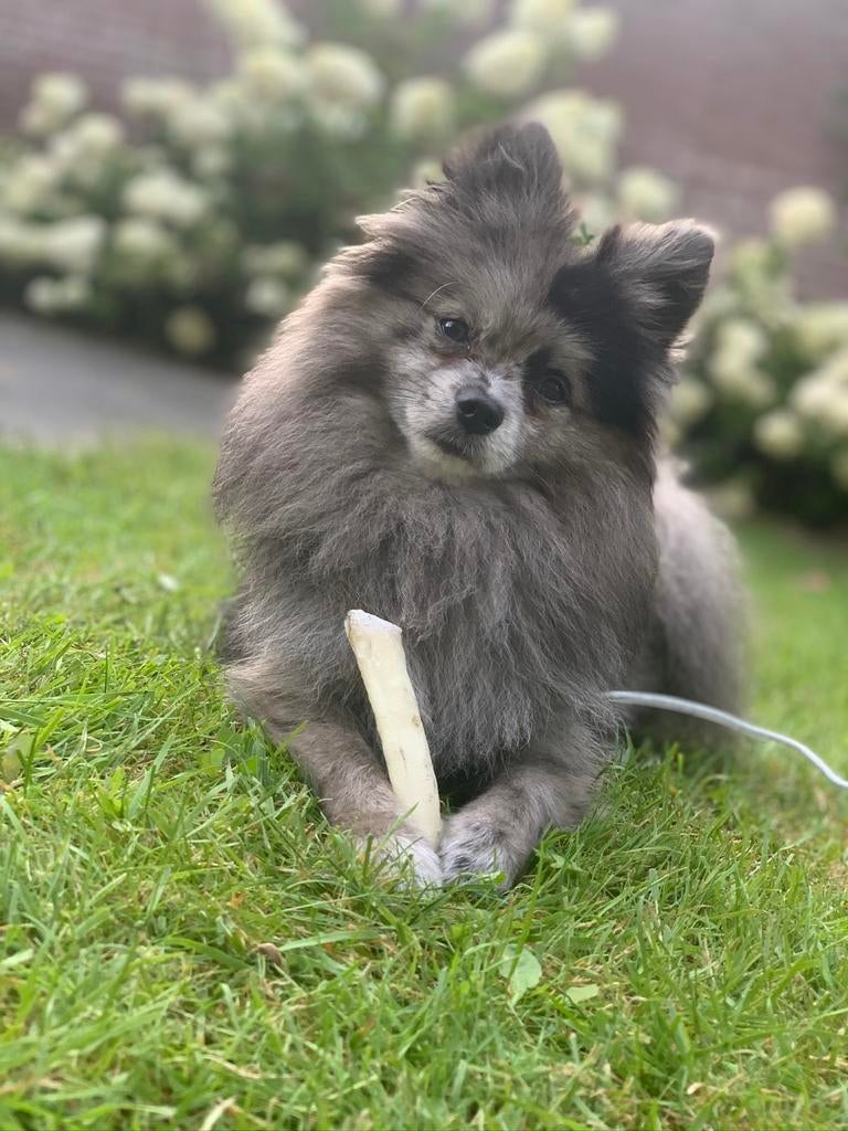 NIET TE KOOP dekreu pomeriaan grijze merle, Keeshond, Reu, 1 tot 2 jaar, Eén hond