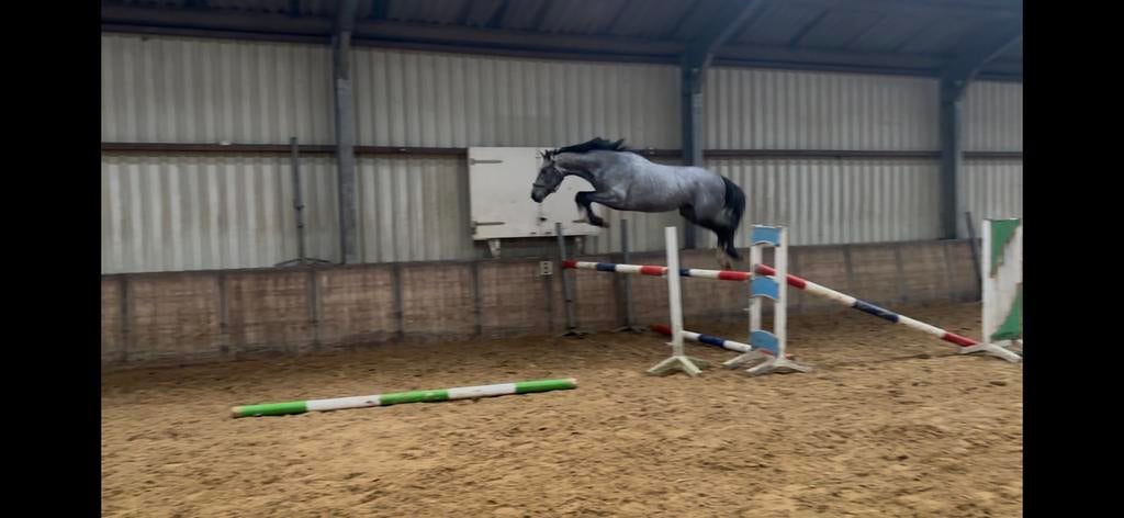 4 jr colorit z, Dieren en Toebehoren, Paarden, Springpaard, Met stamboom, Hengst, 3 tot 6 jaar