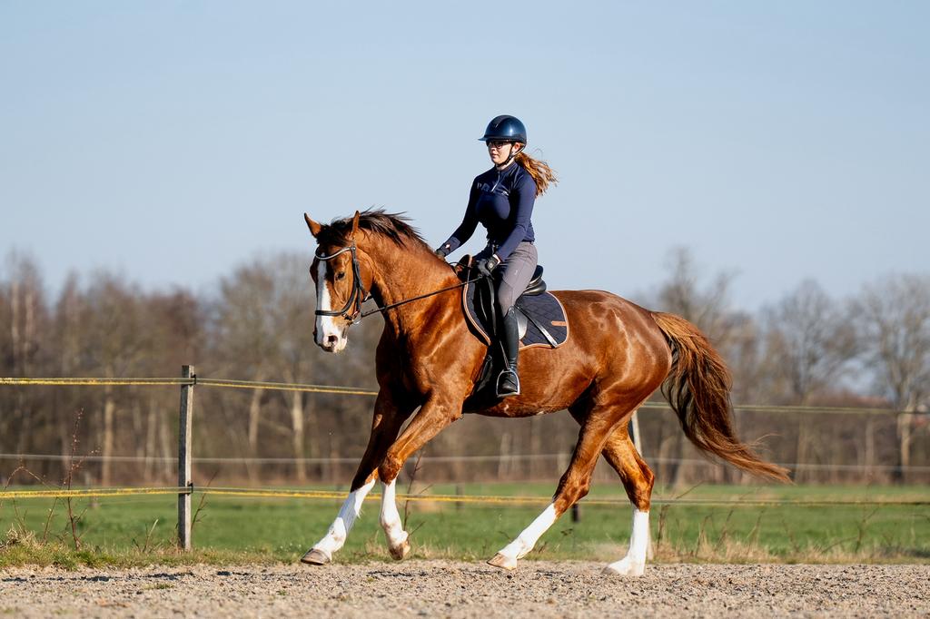 Allround lease ponys en paarden aangeboden!, Verzorging of Verzorgpony's