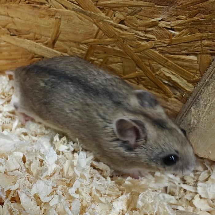 Cricetulus griseus, Dieren en Toebehoren, Knaagdieren, Meerdere dieren, Hamster, Januari
