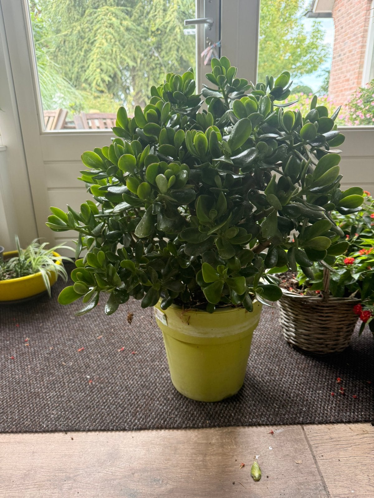Crassula ovata, Ophalen, Halfschaduw, Overige soorten, Minder dan 100 cm
