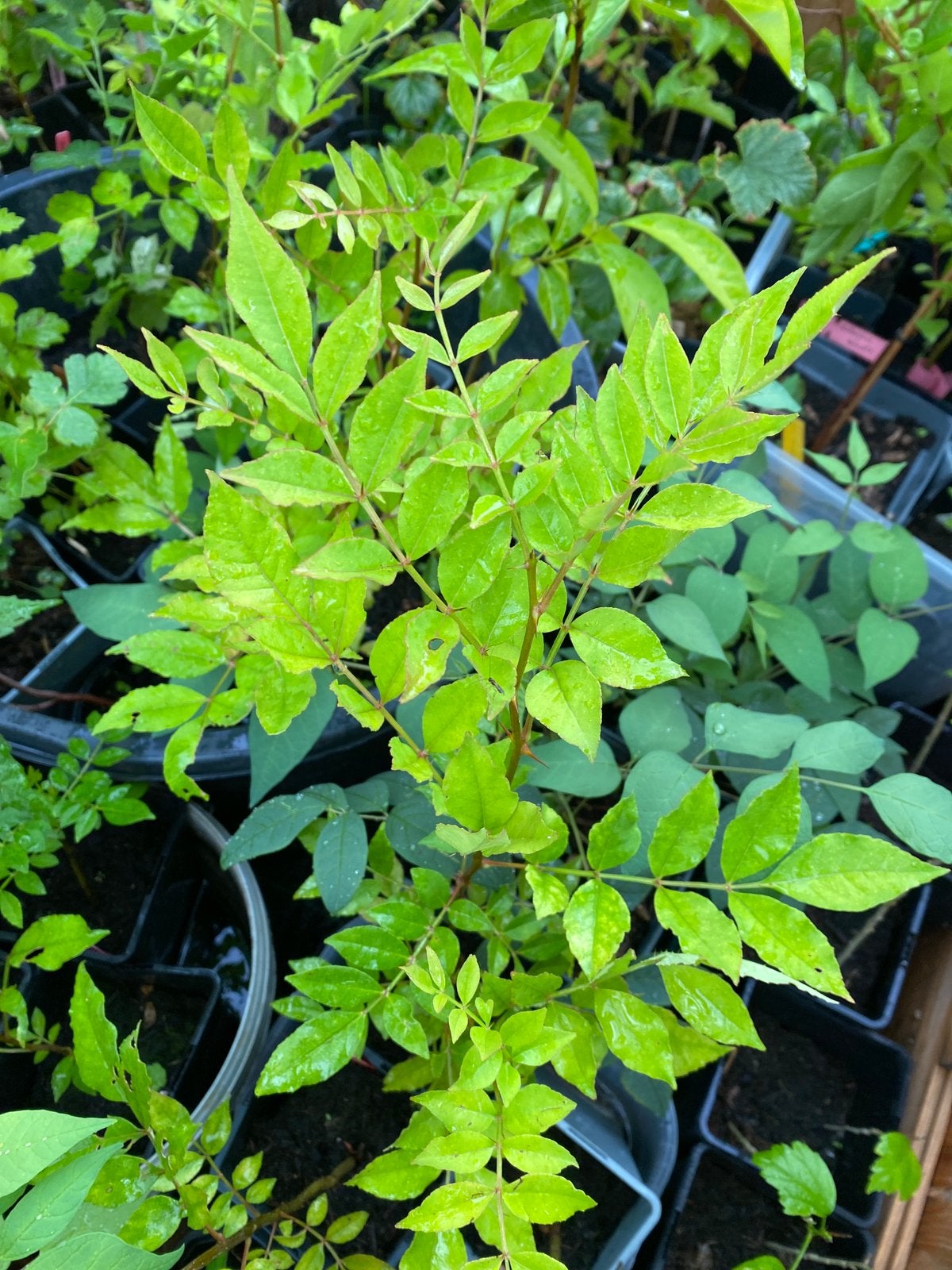 zanthoxylum verschillende soorten, Overige soorten, Lente, Minder dan 100 cm, Ophalen