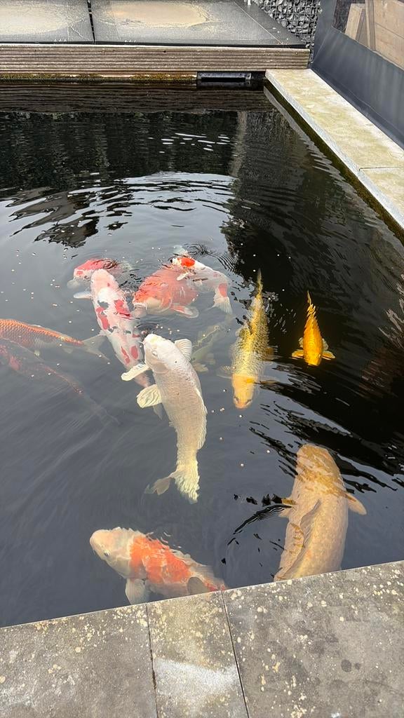 Koi I.v.m. beëindigen van mijn hobby zie omschrijving, Dieren en Toebehoren, Vissen | Vijvervissen, Karper of Koi
