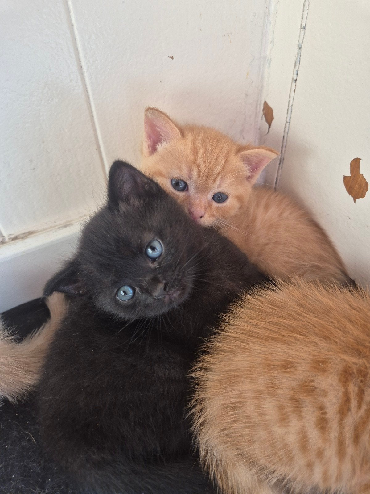 Prachtige Pluche kittens!! 12 juli geboren, Meerdere dieren, Ontwormd, 0 tot 2 jaar
