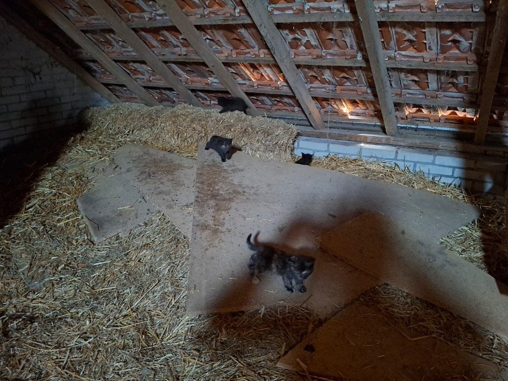 Te Koop: kittens, lapjeskatten zwart 5 en 9 weken, Dieren en Toebehoren, Katten en Kittens | Overige Katten, Meerdere dieren, Kortharig