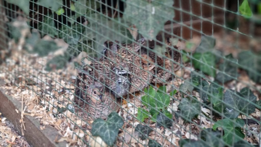 Japanse kwartels, Dieren en Toebehoren, Meerdere dieren, Overige soorten
