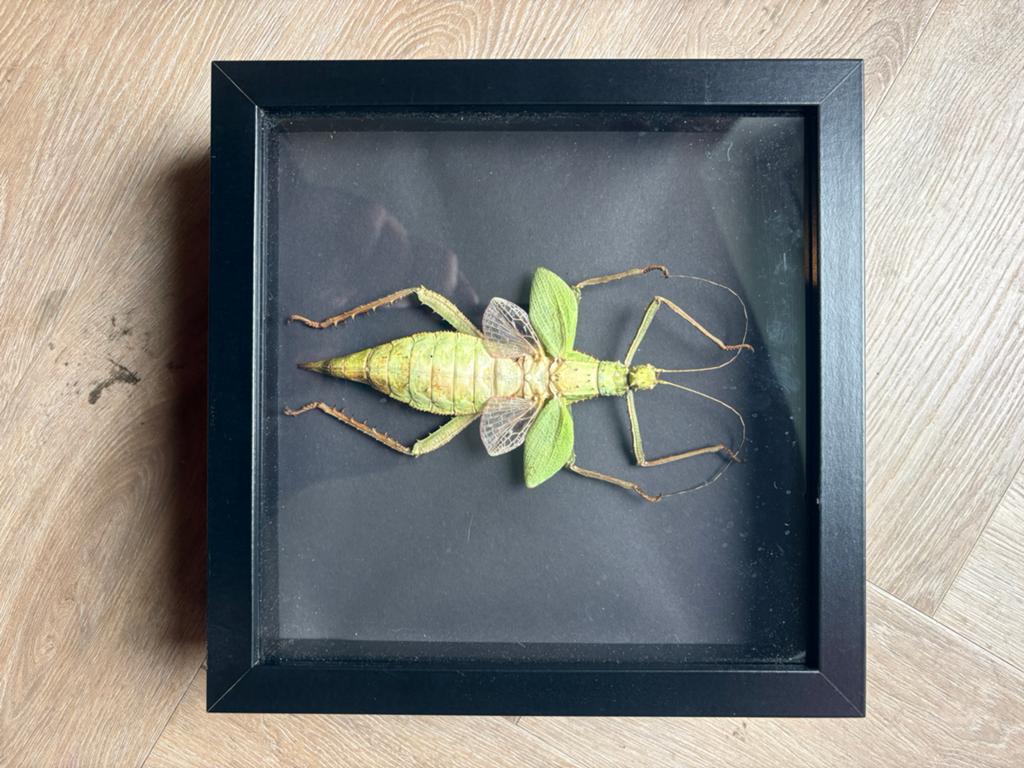 Insecten in lijst, Ophalen of Verzenden, Zo goed als nieuw, Insect, Opgezet dier