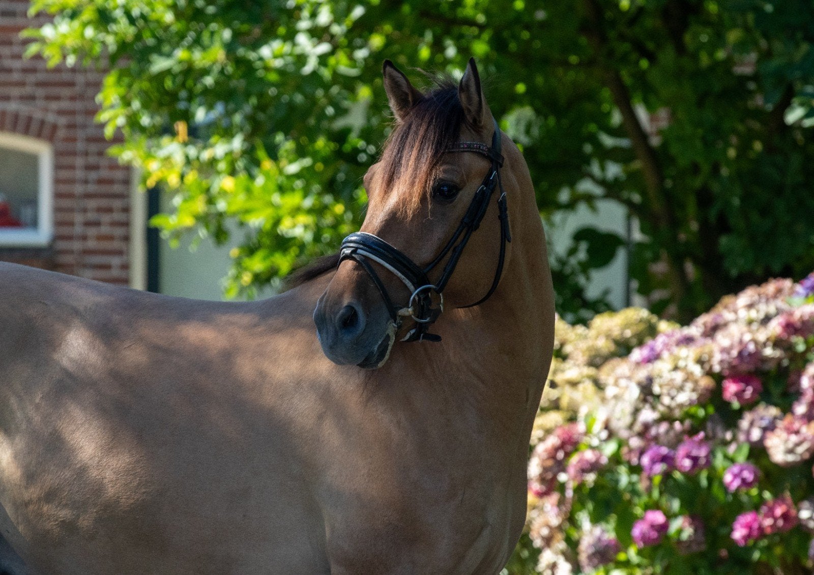 4 jarige D pony Valk, Met stamboom, Ruin, 3 tot 6 jaar, L