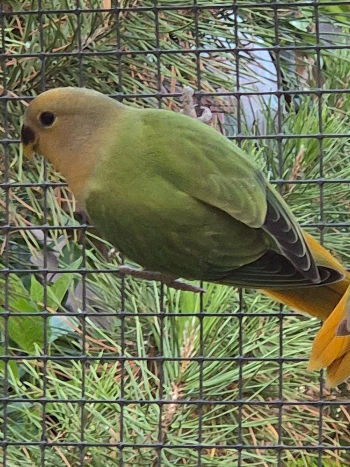jonge roseicollies, Meerdere dieren, Parkiet, Geringd