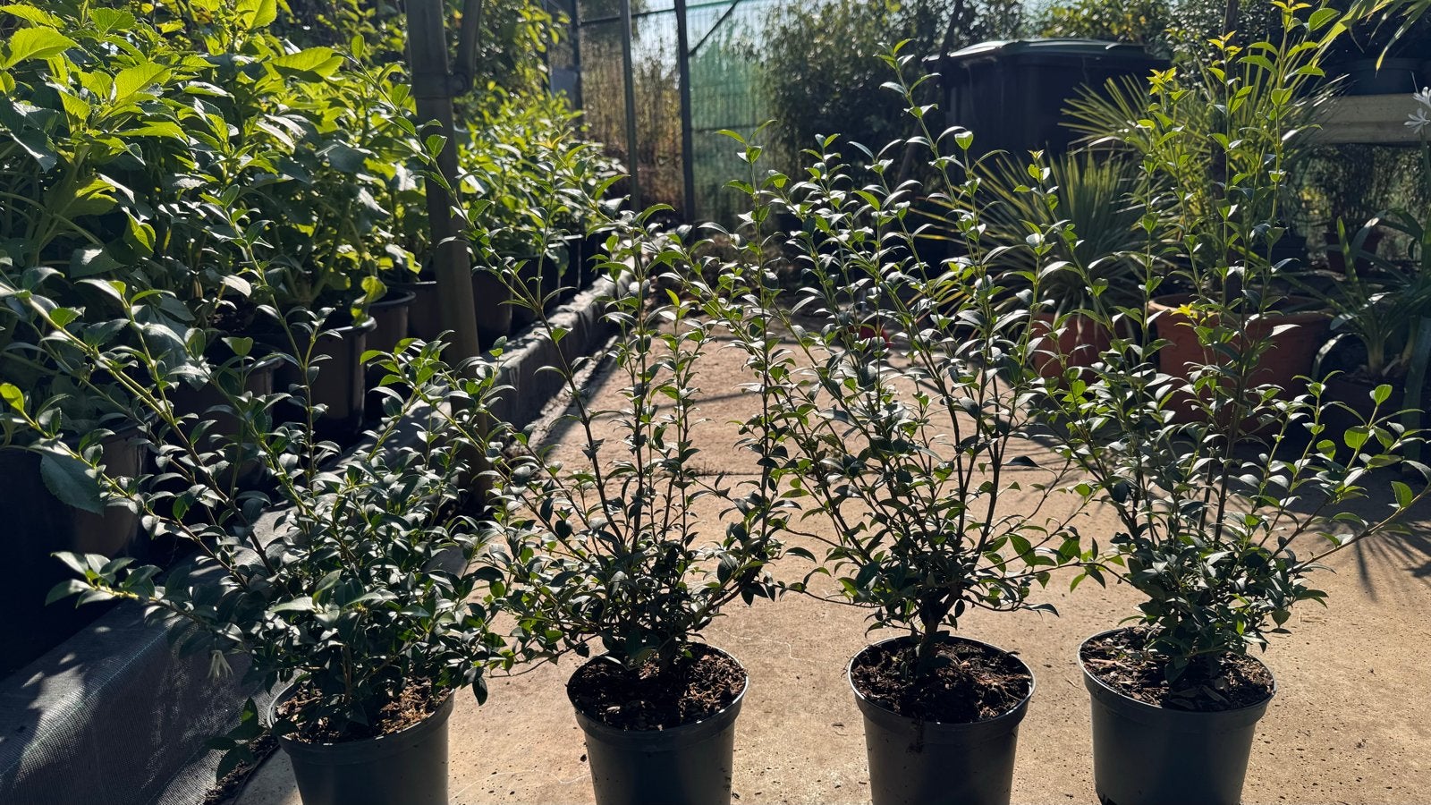 Osmanthus burkwoodii 60/80 cm haagplant, Vaste plant, Halfschaduw, Lente, Ophalen