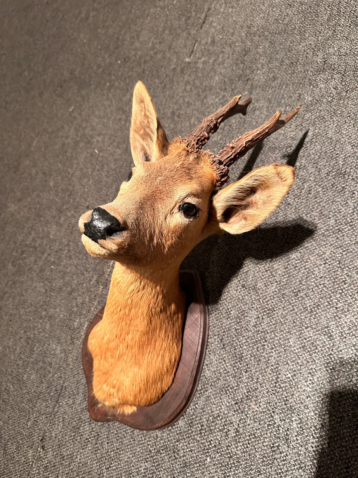 Taxidermie hert ree, Ophalen, Gebruikt, Hert, Gewei of Kop