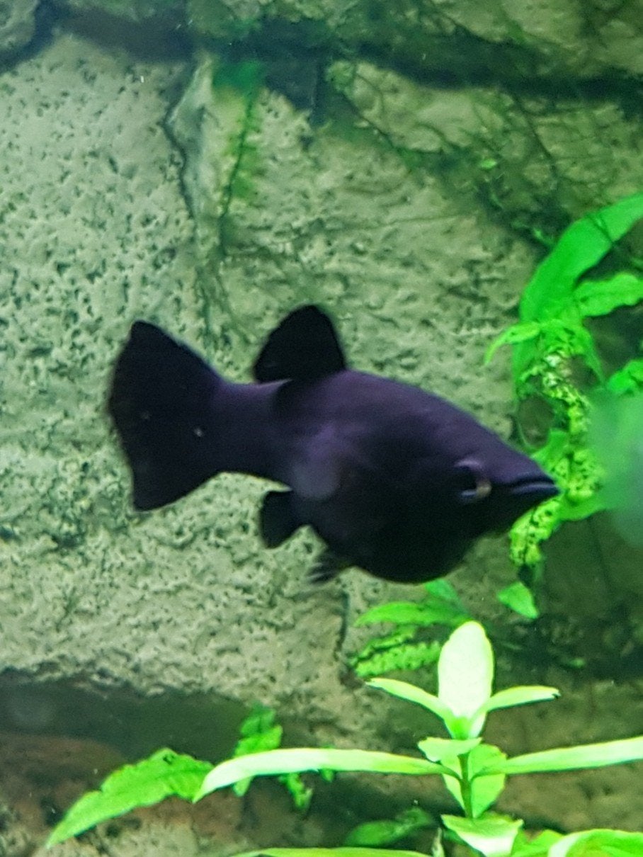 Mooie volwassen black mollys., Dieren en Toebehoren, Vissen | Aquariumvissen, Vis, Zoetwatervis