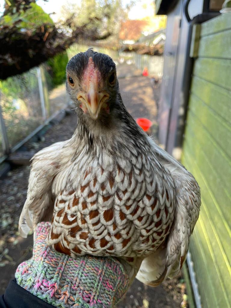 Unieke toom blauwe Barnevelder kriel, 35 dieren!, Dieren en Toebehoren, Pluimvee, Meerdere dieren, Kip