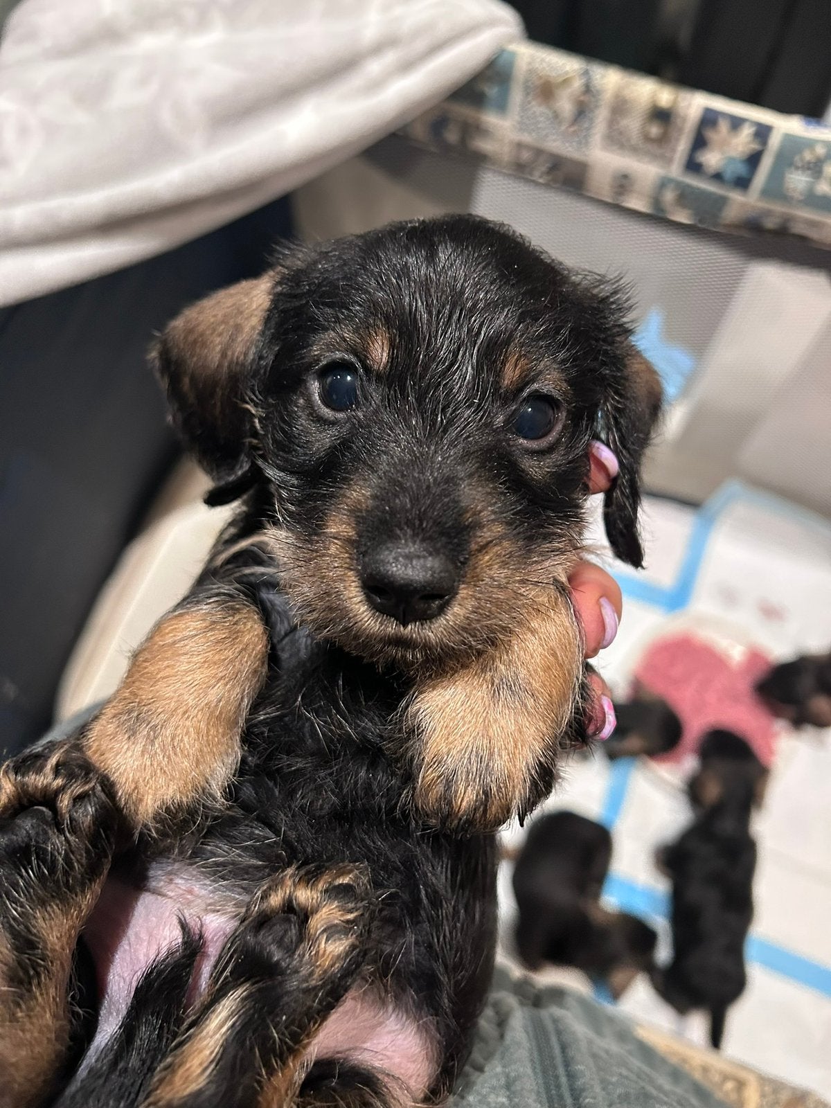 Ruwharige kaninchen Teckel puppy's, Kaninchen, 8 tot 15 weken, Parvo, Meerdere