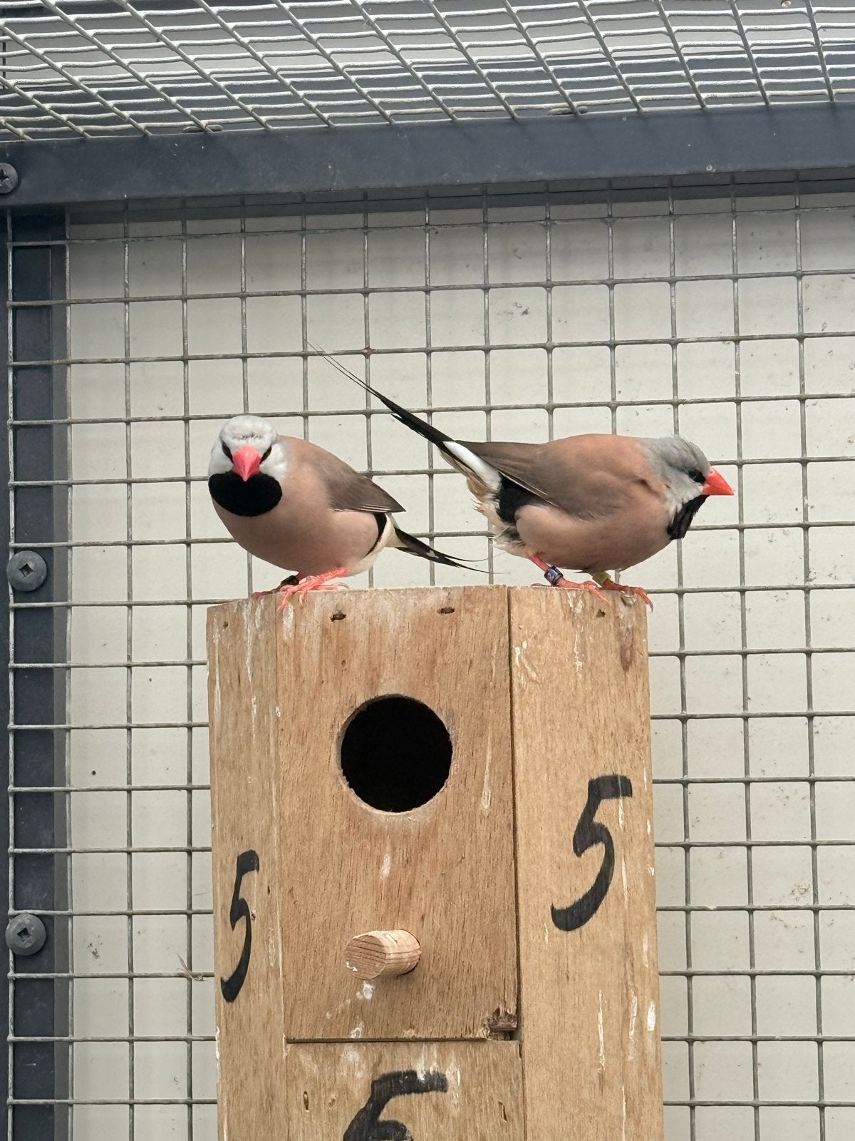 Spitsstaartamadine, Dieren en Toebehoren