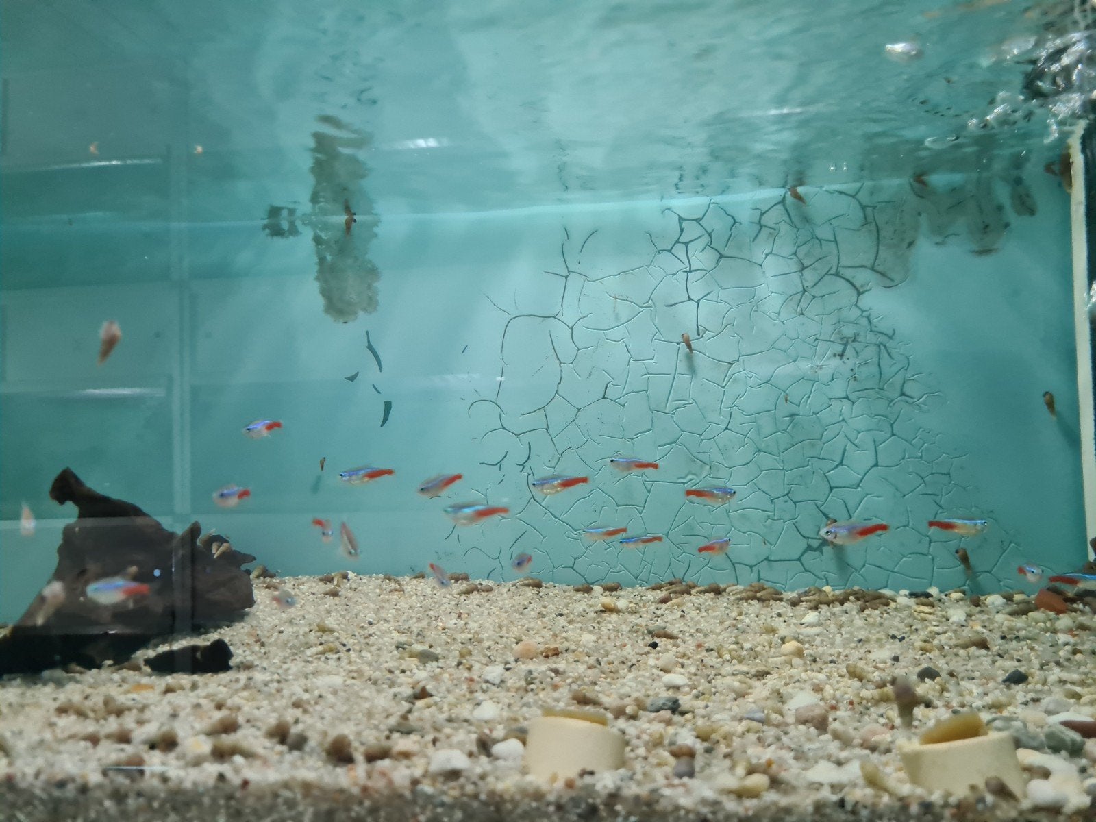 Neon tetra, Paracheirodon innesi, Vis, Zoetwatervis