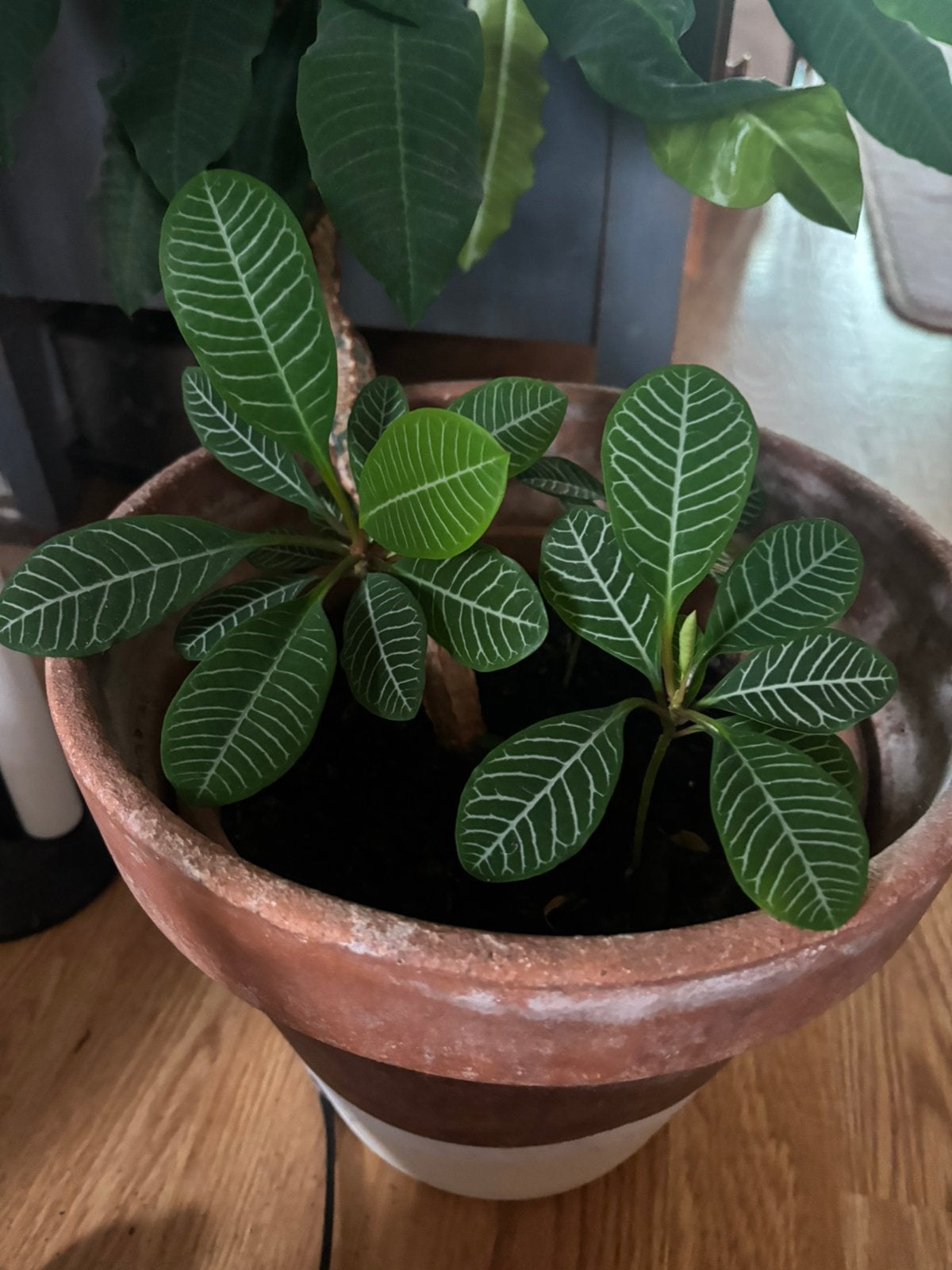 Madagascar Jewel plant, verschillende maten en stekjes, Ophalen, Halfschaduw, Minder dan 100 cm
