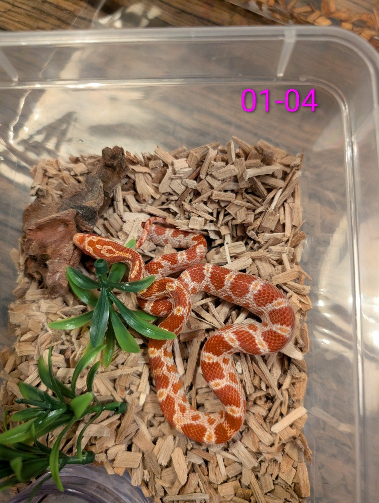 jonge rattenslangen  tessera/motley het. palmetto Rat Snake photo 3
