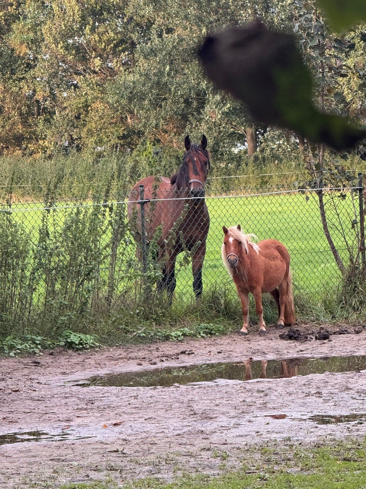 paarden pension paddock paradise, Dieren en Toebehoren