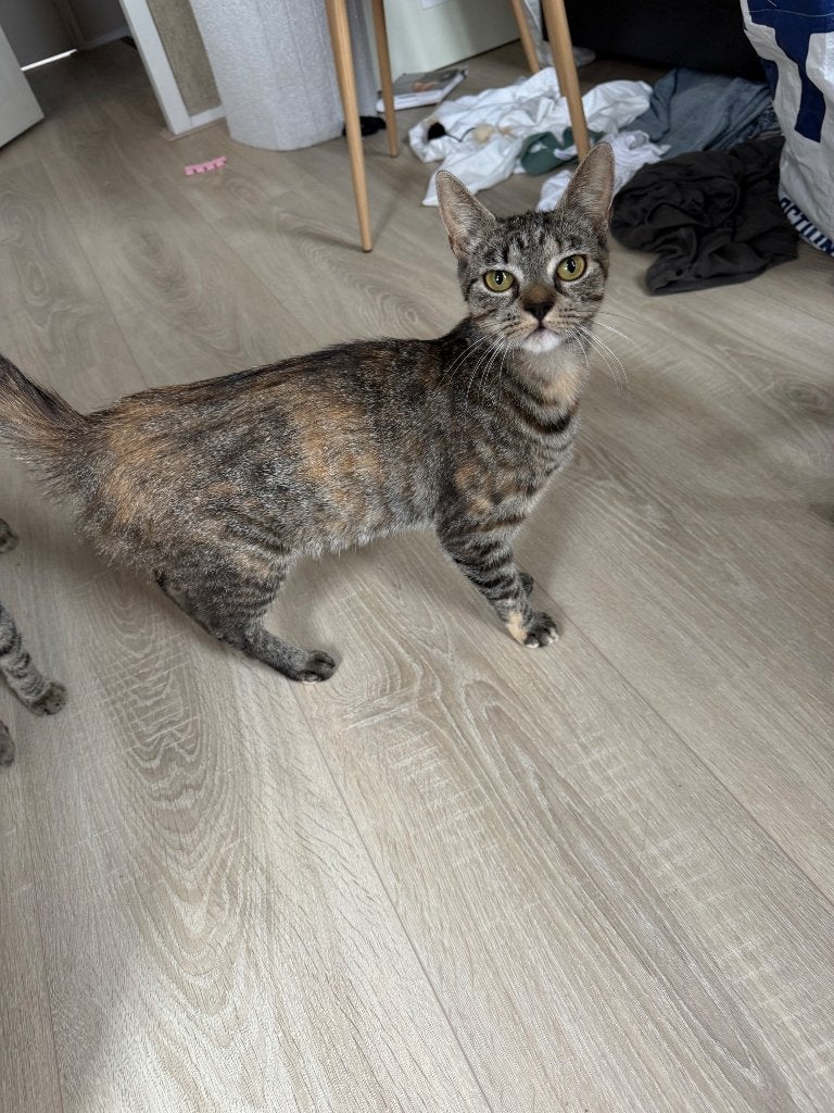 Poes en kitten, Dieren en Toebehoren, Katten en Kittens | Raskatten | Korthaar, Poes, Ontwormd