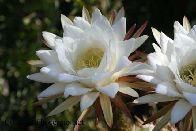 Cactus Tricocereus Candicans uit Argentinie potmaat 21cm, Ophalen of Verzenden, Minder dan 100 cm, Bloeiende kamerplant, Volle zon