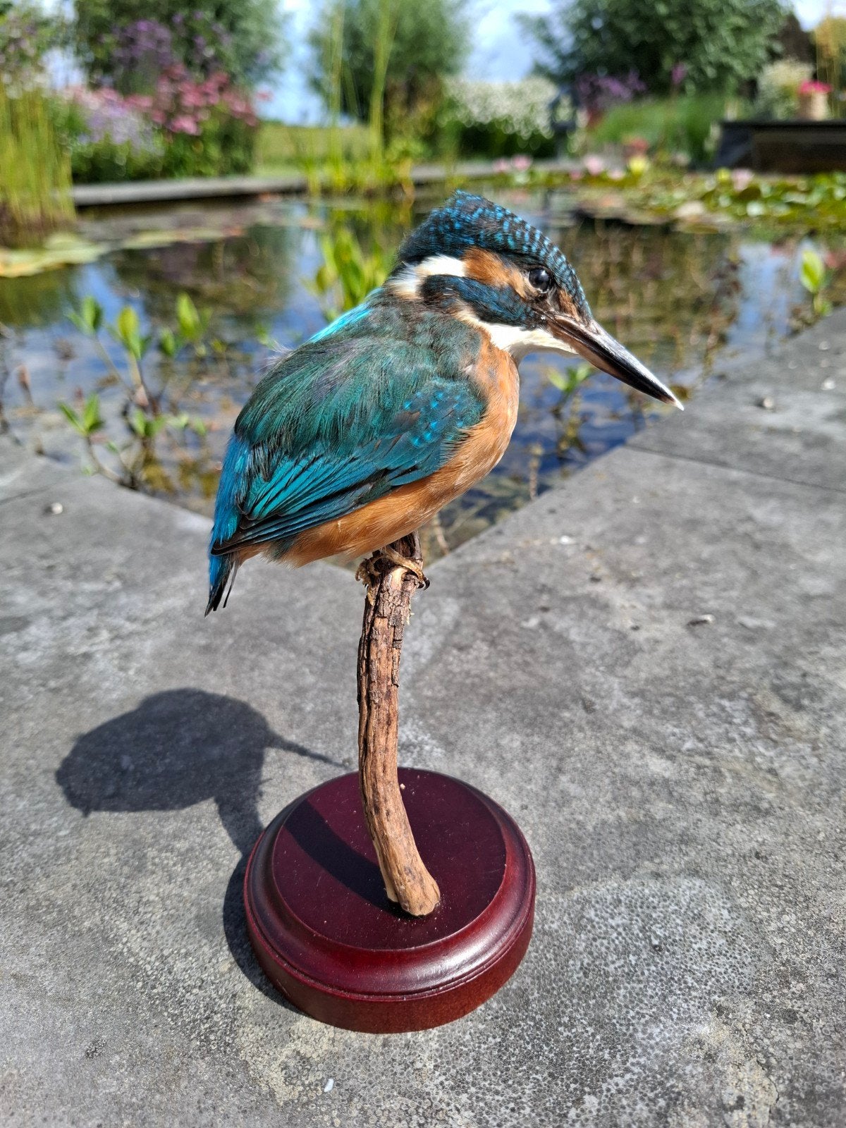 Prachtig geprepareerde ijsvogel, Verzamelen, Dierenverzamelingen, Zo goed als nieuw, Opgezet dier, Vogel, Ophalen