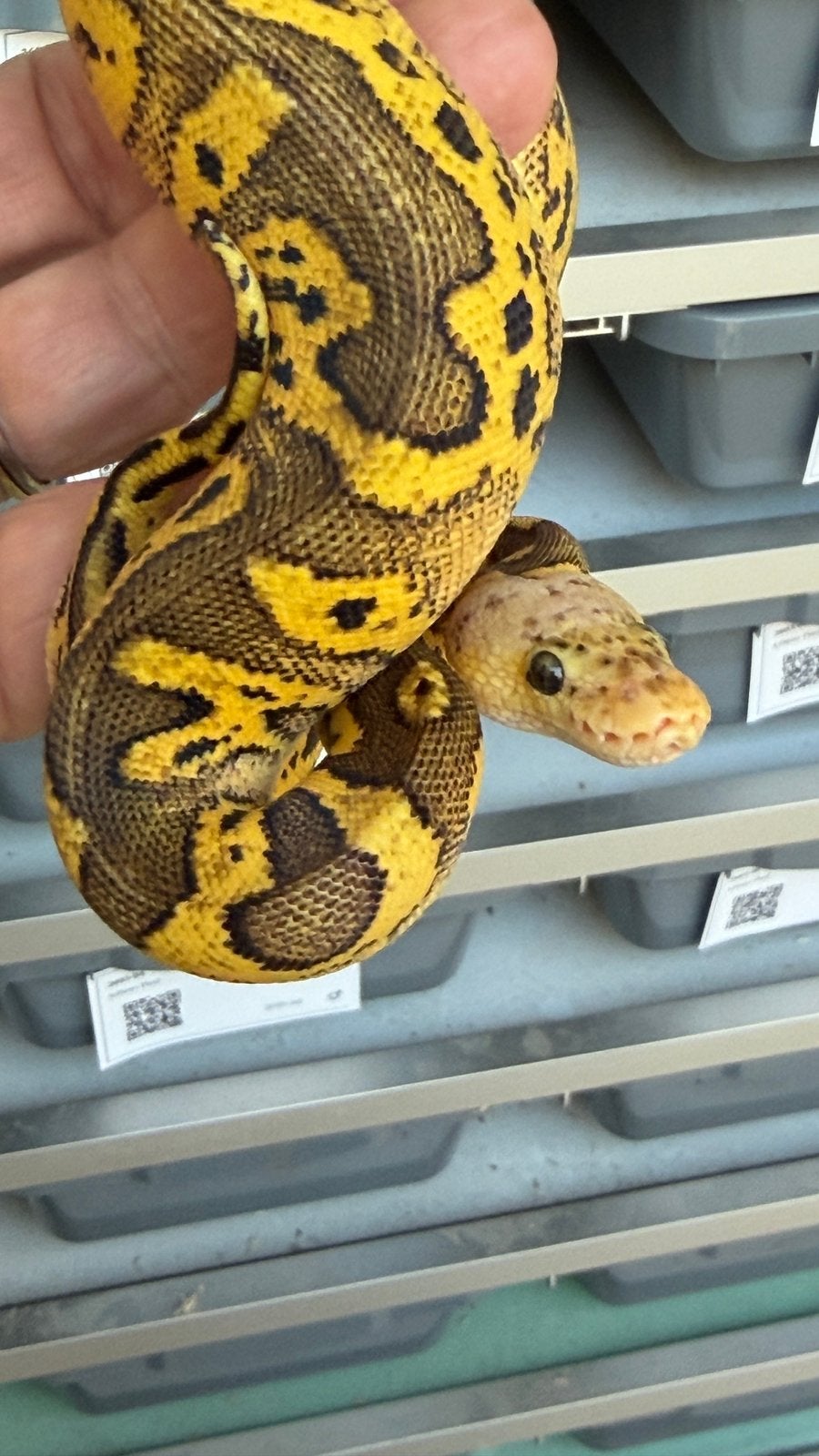 Pastel clowns nakweek 2026 mannen en vrouwen Ball Python Ball Python photo 2