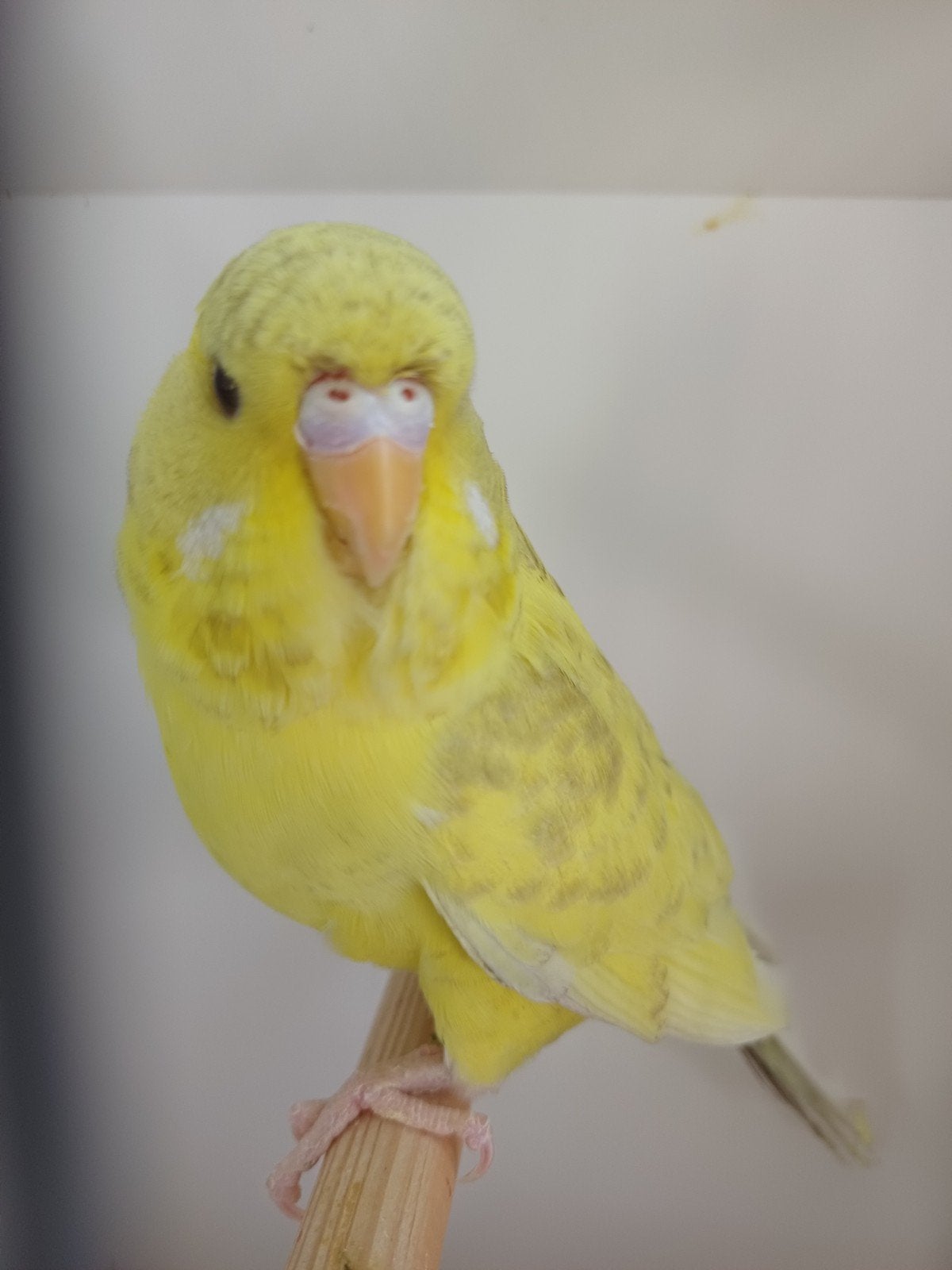 Jonge recessief bont, spangle, blackwing pop, Vrouwelijk, Kleurkanarie