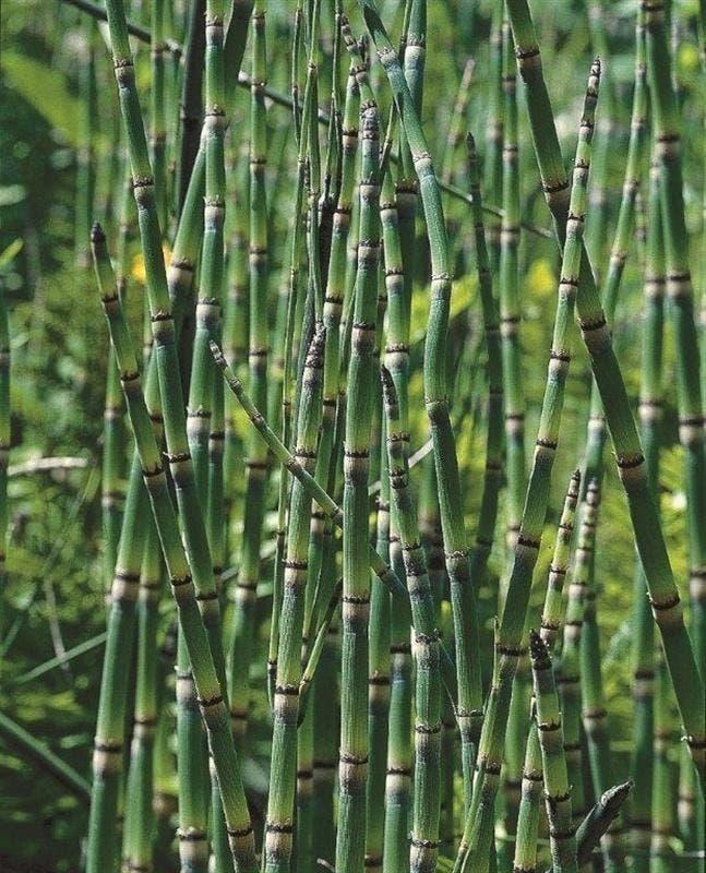 zuurstofplanten, siergrassen, sierriet soorten, oeverplanten, Tuin en Terras, Planten | Tuinplanten, Ophalen, Volle zon, Vaste plant