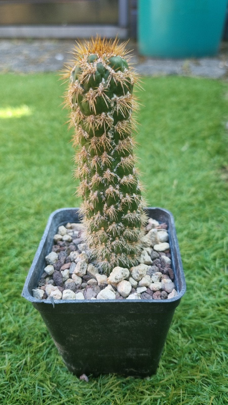 CACTUS TRICHOCEREUS SPACHIANUS MONSTREUS PLANT, Ophalen of Verzenden, Cactus, Volle zon, Minder dan 100 cm