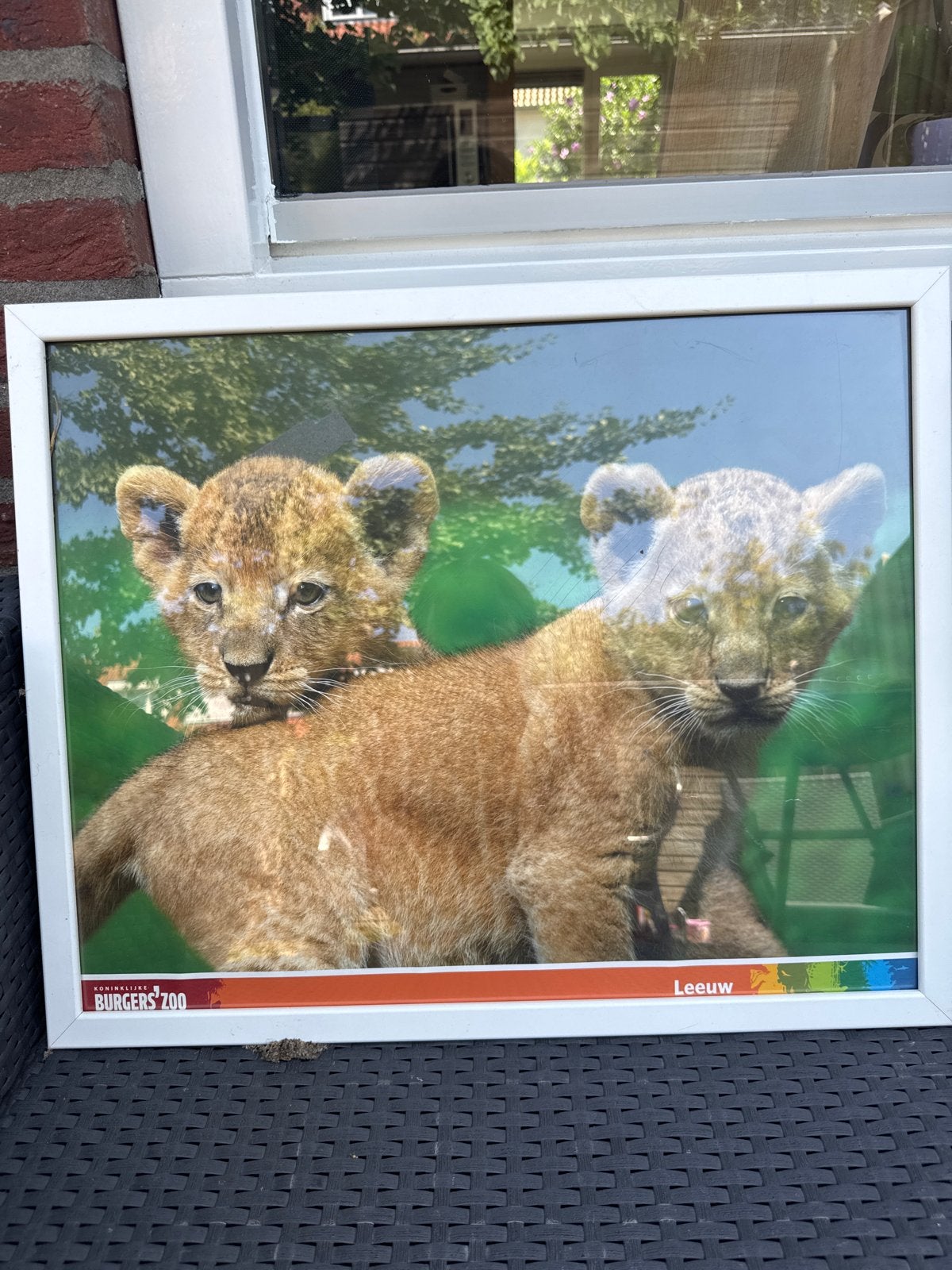 Ingelijste poster van leeuwenwelpen - Burgers' Zoo, Ophalen, 50 – 75, Gebruikt, Foto of Poster