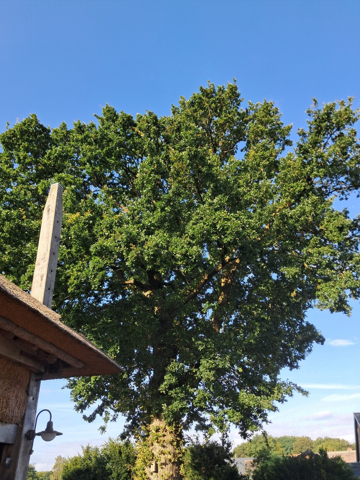 Zomereik zaailingen, Ophalen, Volle zon