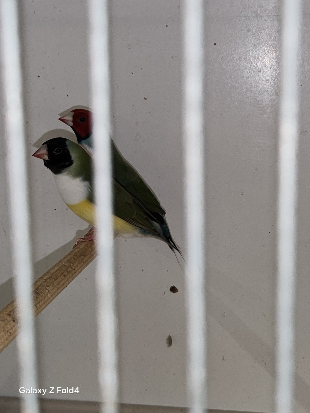 gezocht 2 goldamadine 25, Dieren en Toebehoren, Vogels | Overige Vogels, Vrouwelijk