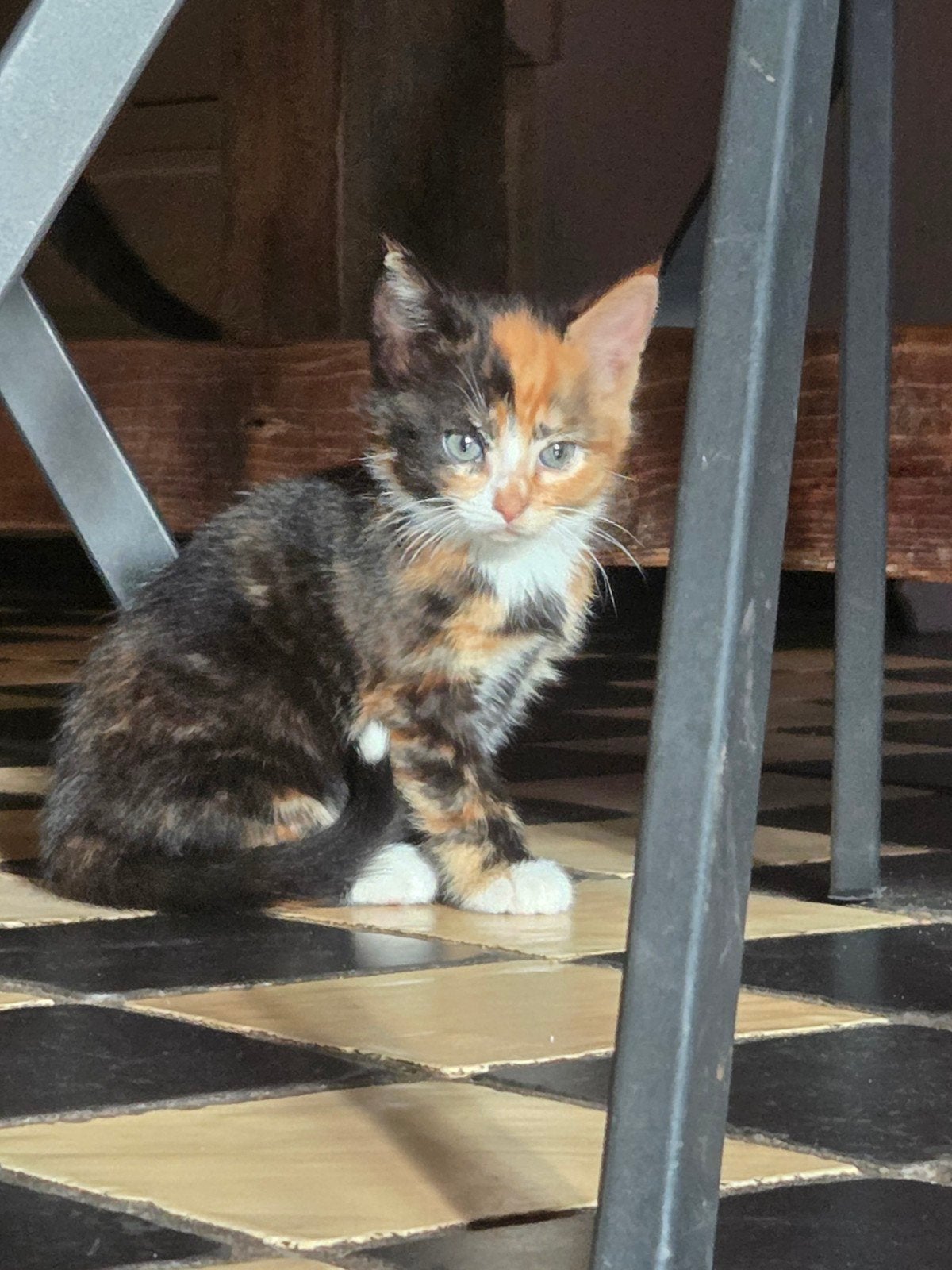 10 prachtige kittens, Meerdere dieren