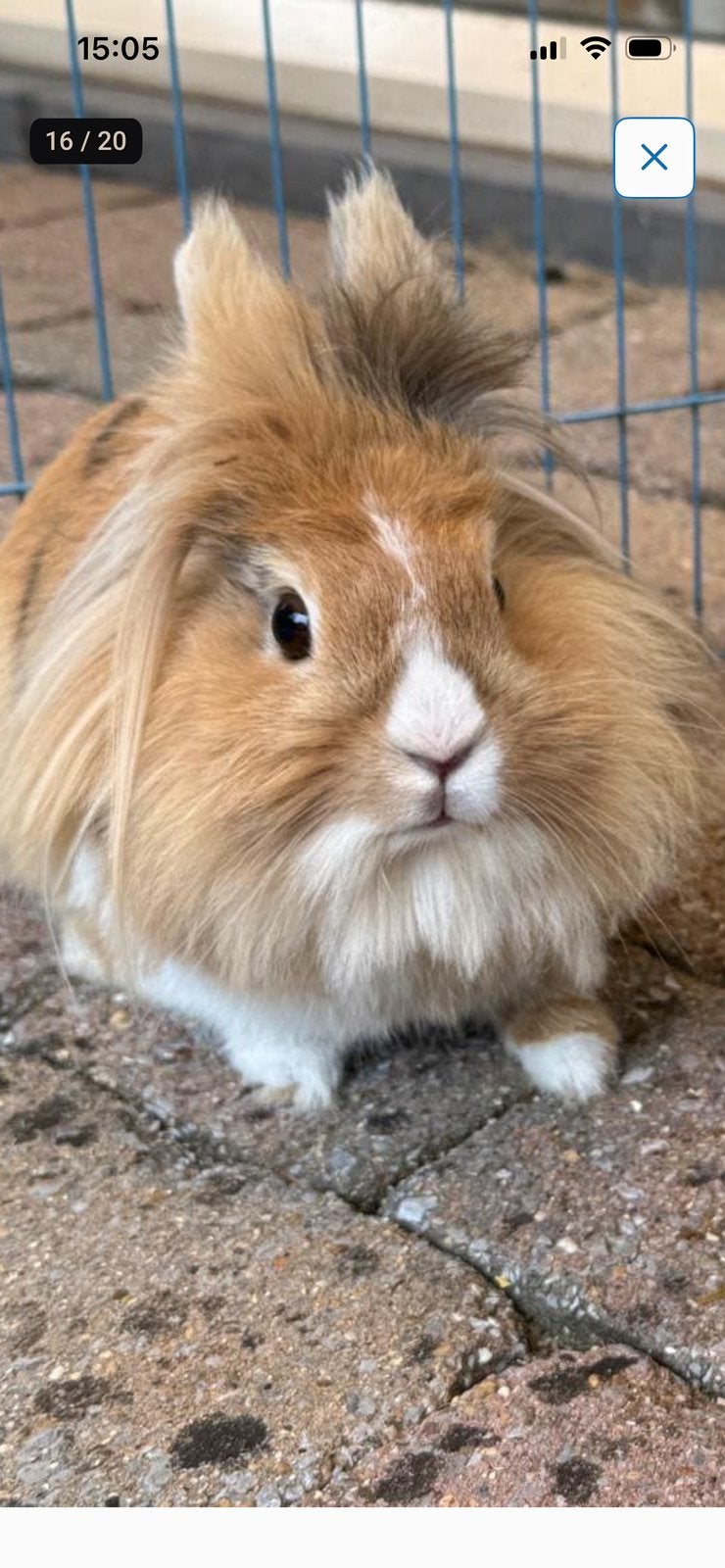 bux en Bunny, Augustus, Meerdere dieren, Overige typen, Tam