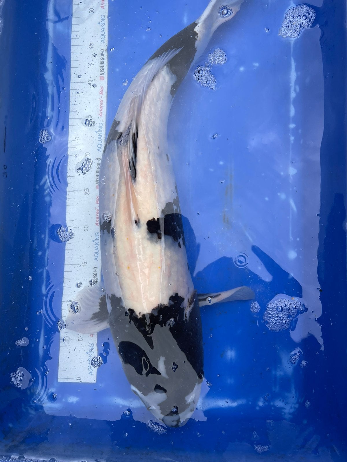 Japanse koi karper shiro utsuri 60 cm, Karper of Koi