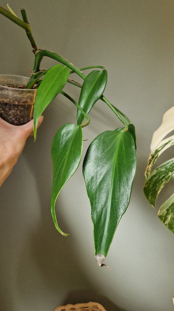 Monstera Burle marx flame plant, Huis en Inrichting, Ophalen of Verzenden, Halfschaduw, Minder dan 100 cm