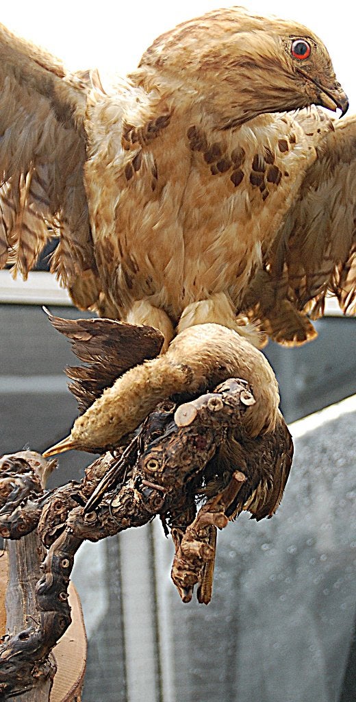 opgezette vogel, Verzamelen, Dierenverzamelingen, Ophalen of Verzenden, Zo goed als nieuw, Vogel, Opgezet dier
