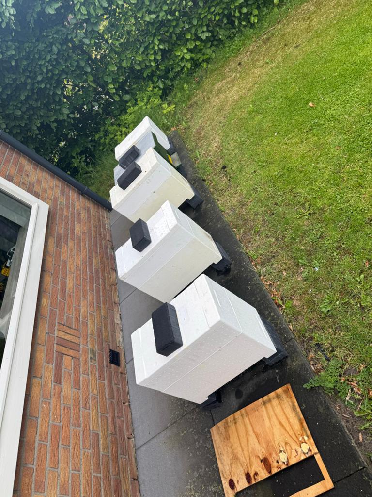 Carnica bijenvolk 6 ramer, Dieren en Toebehoren, Insecten en Spinnen, Bijen