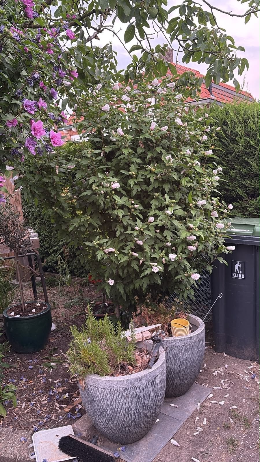 Prachtige Hibiscus struik, Volle zon, Vaste plant, Zomer, Ophalen