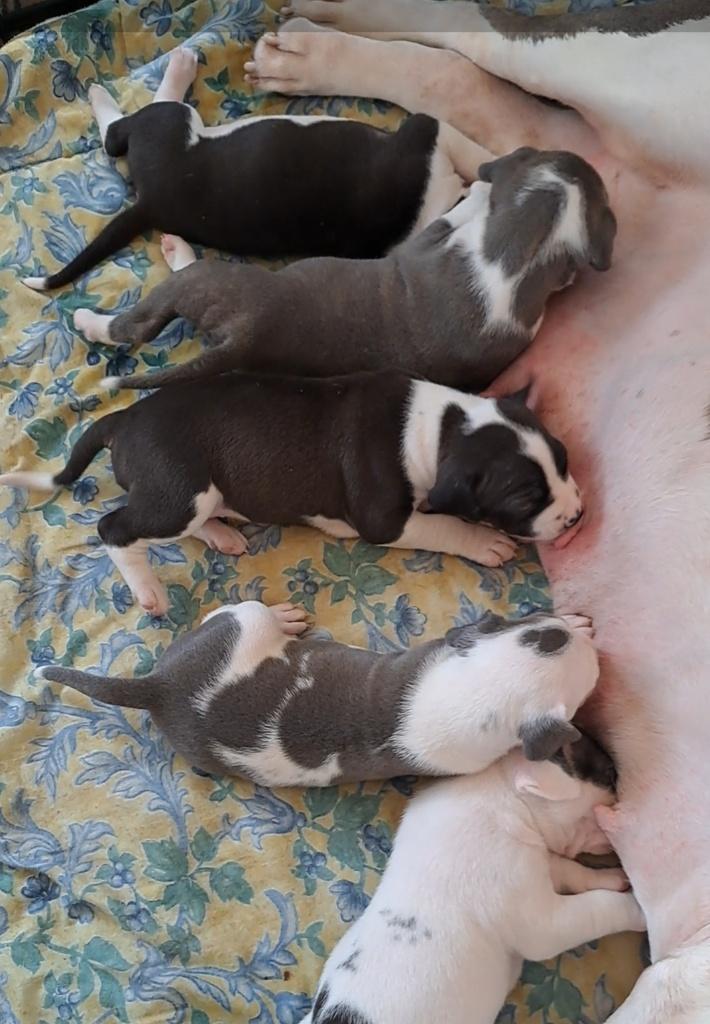 Pups te koop, Dieren en Toebehoren, Parvo, Overige rassen, 8 tot 15 weken, Meerdere