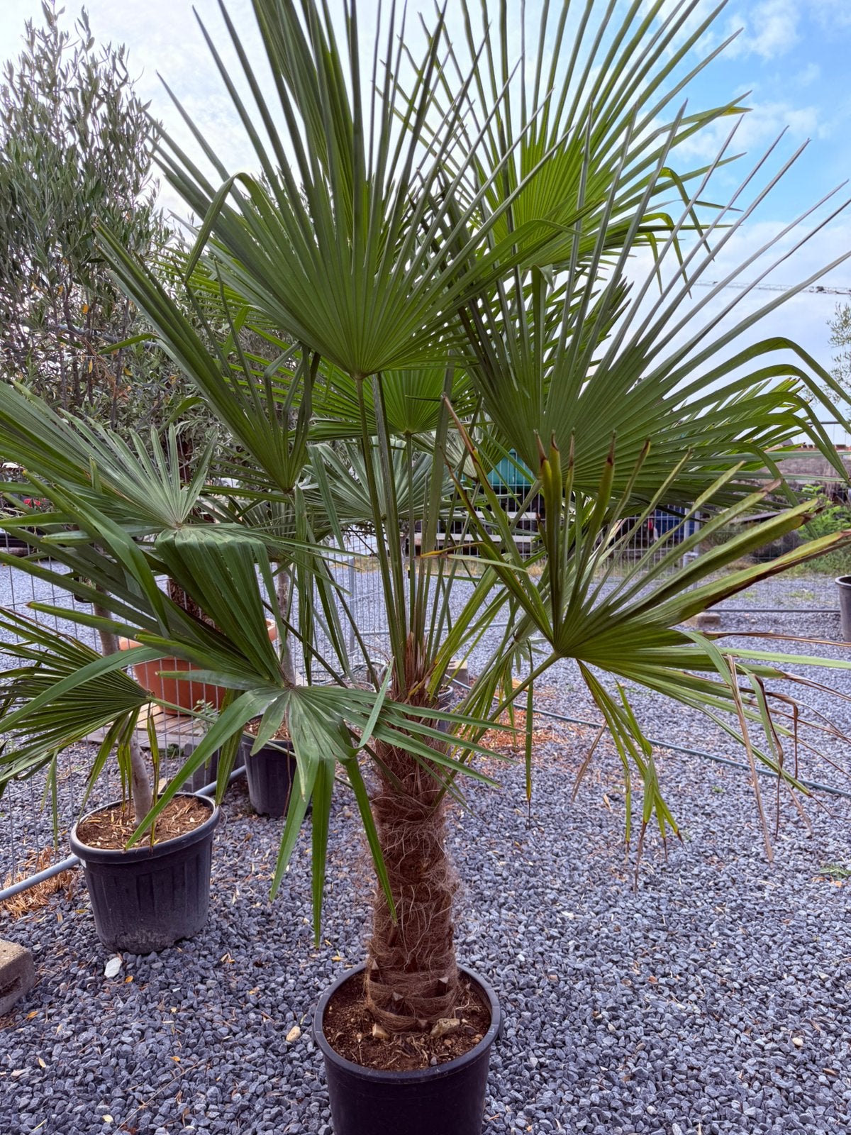Winterharde palmbomen 60 cm stam, Tuin en Terras, 100 tot 250 cm, Zomer, Palmboom, Ophalen