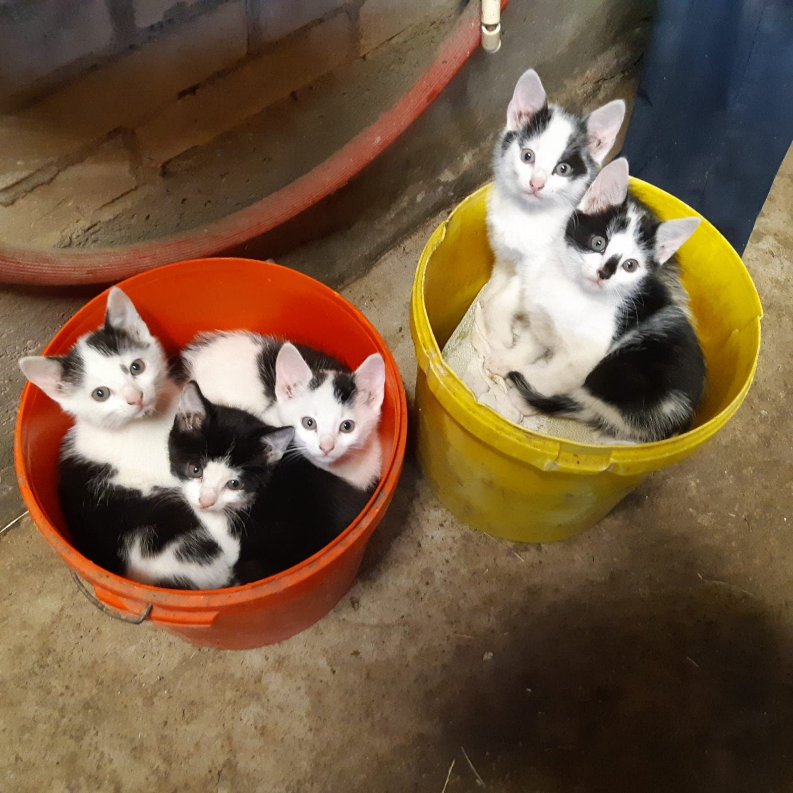 Lieve boerderij kittens, Dieren en Toebehoren, Poes, Kortharig, 0 tot 2 jaar