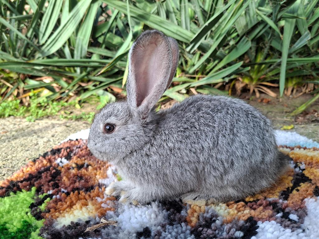 Duitse Reus, Dieren en Toebehoren, Konijnen, Mannelijk, Groot, 0 tot 2 jaar