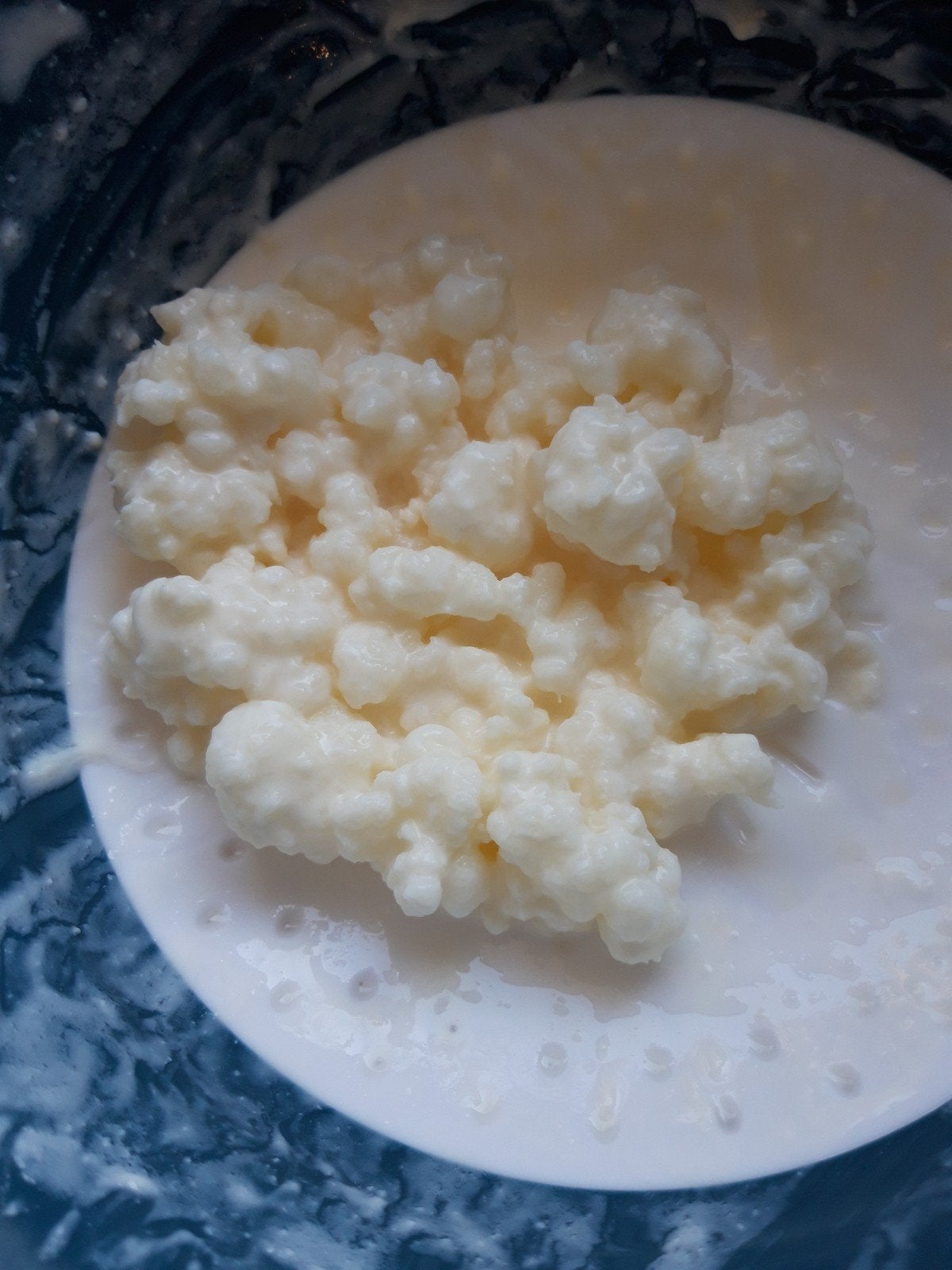Verse melkkefir korrels van rauwe melk, Diversen, Ophalen