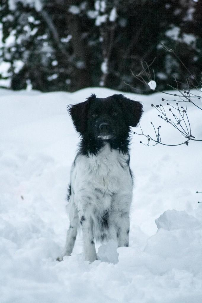 Mooi voorjaarsnestje Friese Stabij pups raszuiver, Parvo, Overige rassen, 8 tot 15 weken, Meerdere